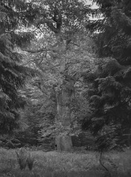 Alte Eiche im Forstgebiet Brenken, 1937.