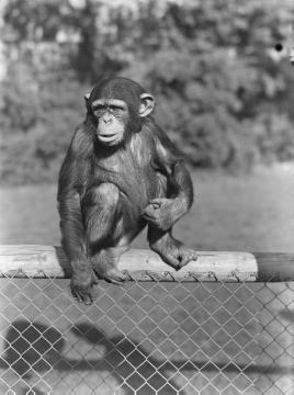 Schimpanse im Zoo Wuppertal, 1956 (Foto: Helmut Reichling).