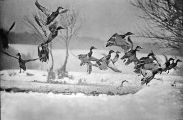 Vögel der Binnengewässer: Auffliegende Stockenten - Beispiel für den Einsatz von Tierfotografien im Biologieunterricht. Ohne Ort, ohne Datum, Fotograf nicht benannt.