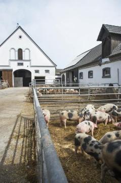 Schweinemast in Offenstallhaltung: Arche- und Naturlandhof Büning in Laer, gegründet 1991 von Martin und Maria Büning zur Erhaltung gefährdeter Haustierrassen - hier: das "Bentheimer Schwein", eine genügsame, stressresistente und fruchtbare Schweinerasse mit guten Muttereigenschaften.