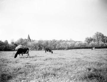 Rinder auf einer Viehweide bei Borgeln, ca. 1913.