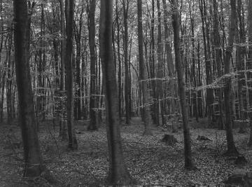 Buchenwald im Forstgebiet Brenken, 1937.