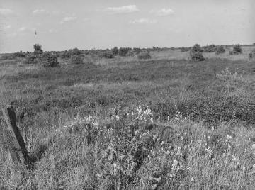 Heide in der Umgebung des Dümmersees, ca. 1940.