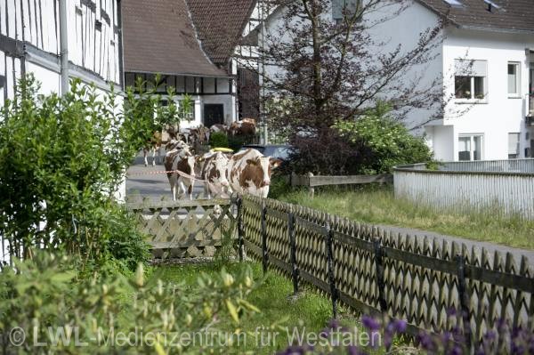 10_13157 Landwirtschaft in Westfalen - Milchviehzucht auf Hof Bieke, Lennestadt