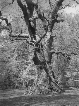 Die über 1000-jährige Amalieneiche im Hasbruch (1987 umgestürzt), ehemaliger Hudewald bei Ganderkesee, Mai 1935.