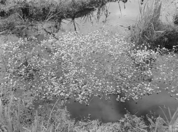 Gewöhnlicher Wasser-Hahnenfuß (Ranunculus aquatilis L.).