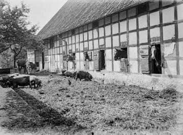 Bäuerliche Hofwirtschaft: Schweinehaltung mit Freilauf auf dem Misthof am Stall. Vermutlich Ostwestfalen. Ohne Angaben, undatiert.