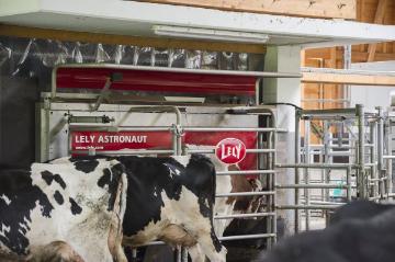 Wirtschaft in Elsoff - Milchhof Markus Zacharias, Blick in die Stallhalle: Kühe beim selbst bestimmten Gang zum Melk-Roboter, der während des Melkens Daten zum Gesundheitszustand und zur Milchleistung jeder Kuh aufzeichnet. Hofbesuch im Juli 2016, Unterm Rüttel 5.
