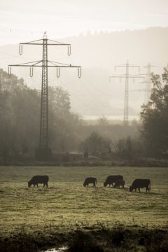 Heckrinder im Naturschutzgebiet Kiebitzwiese an der Ruhr bei Fröndenberg. November 2017.