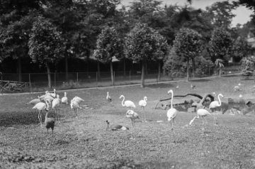 Im Zoologischen Garten an der Aa in Münster - gegründet von Zoologieprofessor Dr. Hermann Landois, 1875 eröffnet als erster Zoo Westfalens. Undatiert, geschätzt 1920er Jahre.