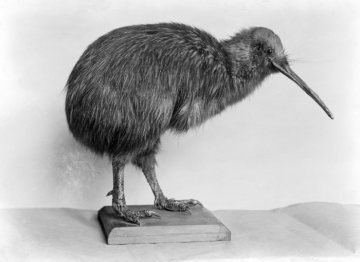 Kiwi - Vogelpräparat im Provinzial-Museum für Naturkunde, Münster.