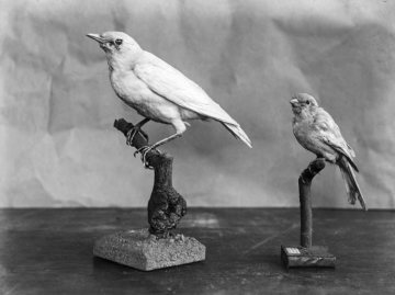 Albinotische Vögel - Vogelpräparate im Provinzial-Museum für Naturkunde, Münster.
