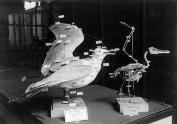 Silbermöwe - Vogelpräparat im Provinzial-Museum für Naturkunde, Münster.