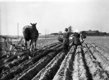 Kartoffeldämme ziehen und Kartoffelstecken im Münsterland