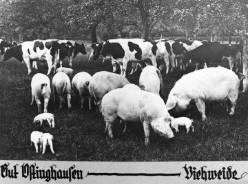Viehzucht auf Gut Düsse, Versorgungshof des Provinzial-Landarmen- und Arbeitshauses Lippstadt-Benninghausen. Undatiert, um 1928?