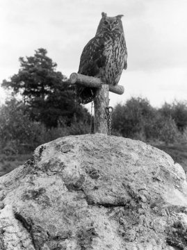 Jagduhu (auch "Hüttenuhu"), des Vogelforschers Dr. Hermann Reichling, eingesetzt als Lockvogel für die Vogeljagd, 1925.