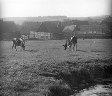 Weidende Kühe am Ortsrand von Westhofen