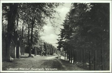 Waldpartie bei Allendorf (Gemeinde Sundern), undatiert