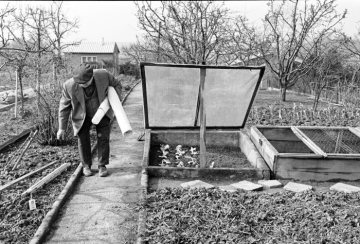 Saatpflege in der Kleinergartenanlage Castrop-Rauxel-Nord, März 1974.