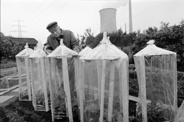 Nässeschutz für die Tomatenstauden - Kleingärtner in Castrop-Rauxel, Juni 1988.