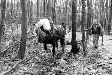 Forstarbeiter mit Rückepferden, März 1988. Ort unbezeichnet.