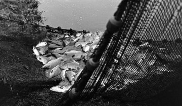Karpfenabfischen auf dem Teichgut des Herzogs von Croy bei Dülmen-Hausdülmen, Dezember 1971.