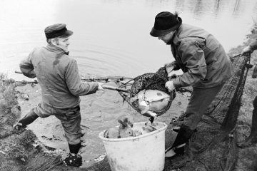 Karpfenabfischen auf dem Teichgut des Herzogs von Croy bei Dülmen-Hausdülmen, Dezember 1971.