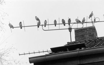 Tauben auf einer Dachantenne, 1986.