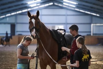 Akrobatik zu Pferde: Eine Voltigiergruppe bereitet das Pferd für das Training vor. Lemgo, 2019.