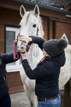 Pferdeklinik Telgte, 2019: Tierärztin bei der Eingangsuntersuchung. Sie verzichtet auf den Arztkittel, um das Pferd nicht zu beunruhigen.