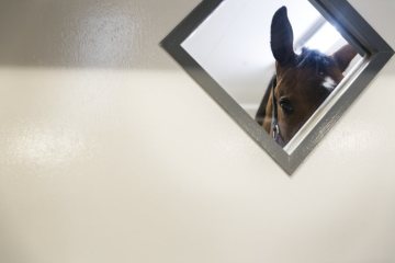 Operationsalltag in der Pferdeklinik Telgte, 2019: Ein Pferd nach seiner überstandenen Operation im Untersuchungsraum.