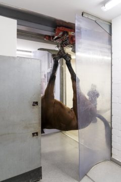 Operationsalltag in der Pferdeklinik Telgte, 2019: Das Pferd wird über ein Deckengleitschienensystem zum Operationssaal transportiert.