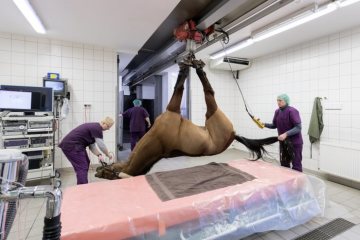 Operationsalltag in der Pferdeklinik Telgte, 2019: Das Pferd wird über ein Deckengleitschienensystem zum Operationstisch bugsiert.
