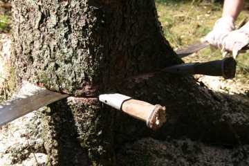 Osterfeuerbrauch in Attendorn: Handwerkliches fällen des Baumes für das Osterkreuz durch die Poskebrüder des Osterfeuervereins Waterpoote
