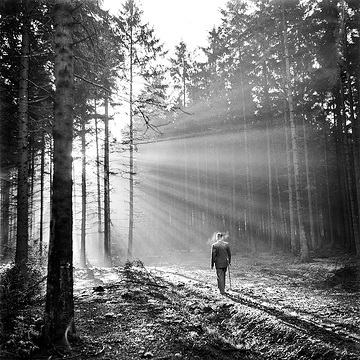 Lichtstimmung im Wald, undatiert, um 1934.