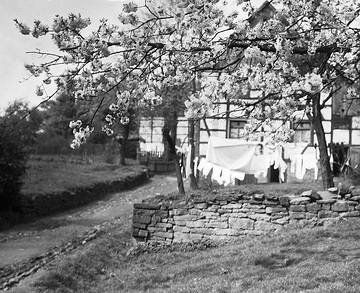 Bauernhaus mit blühendem Apfelbaum