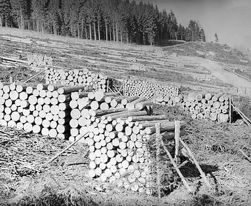 Forstwirtschaft im Eggegebirge: Kahlschlag und Schichtholzbänke