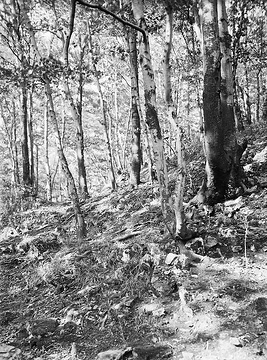 Waldkrautvegetation in einem Birkenwald auf dem Raffenberg