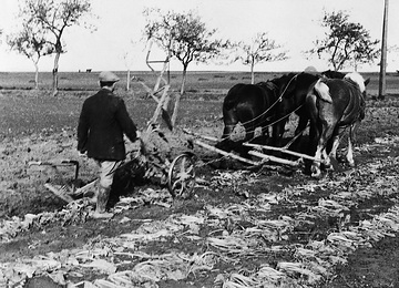 Bauer mit Pferdepflug in der Warburger Börde