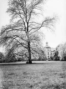 Haus Buddenburg: Mächtige Silberpappel im Schlosspark, um 1930?