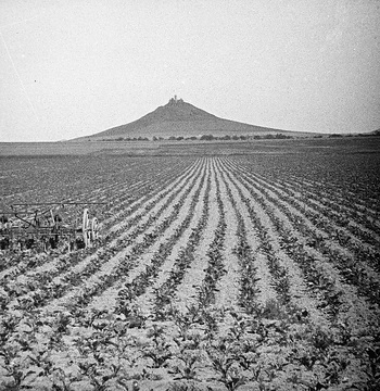 Zuckerrübenfeld in der Warburger Börde mit Blick auf den Desenberg, um 1930?