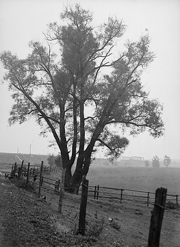 Weidenbaum am Nießkamp (Naturdenkmal)