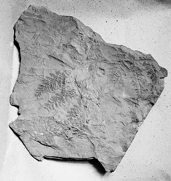 Fossiler Farnabdruck, entdeckt auf  Zeche Gneisenau, Dortmund-Derne