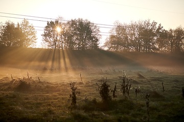 Spinnenweben in der Morgensonne in der Davert, einem Naturschutzgebiet zwischen Münster und Senden