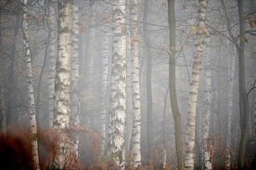 Nebelschwaden im Birkenwald in der Davert, einem Naturschutzgebiet zwischen Münster und Senden