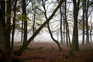 Nebelschwaden in der Davert, einem Naturschutzgebiet zwischen Münster und Senden