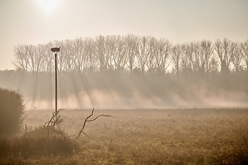 Storchennest in der Morgensonne in der Davert, einem Naturschutzgebiet zwischen Münster und Senden