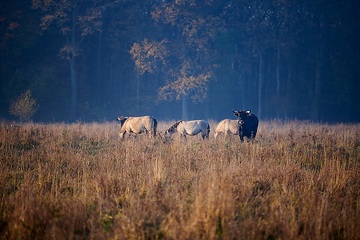 Gemeinsam lebende Konikpferde und Heckrinder in der Davert, einem Naturschutzgebiet zwischen Münster und Senden