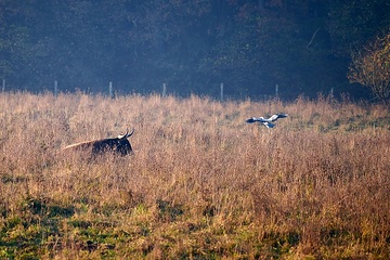 Graureiher und Heckrind in der Davert, einem Naturschutzgebiet zwischen Münster und Senden