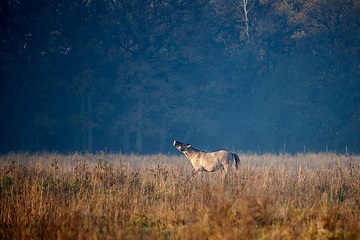 Flehmendes Konikpferd in der Davert, einem Naturschutzgebiet zwischen Münster und Senden